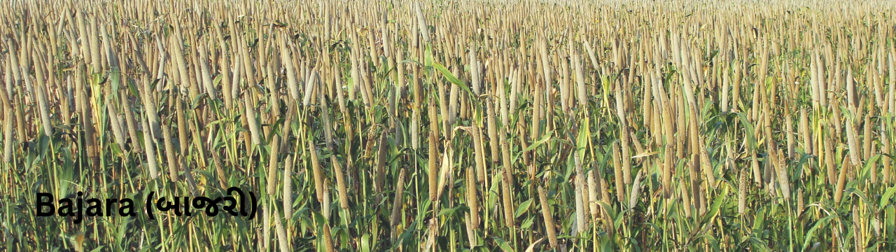 Bajra