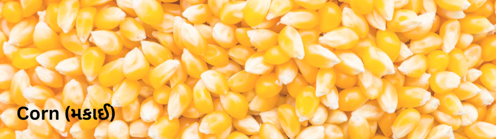 મકાઈ તમને ધનવાન બનાવશે. વિશ્વ મકાઈનું ઉત્પાદન ઘટશે, ભાવ 2500 થી 3000 થશે