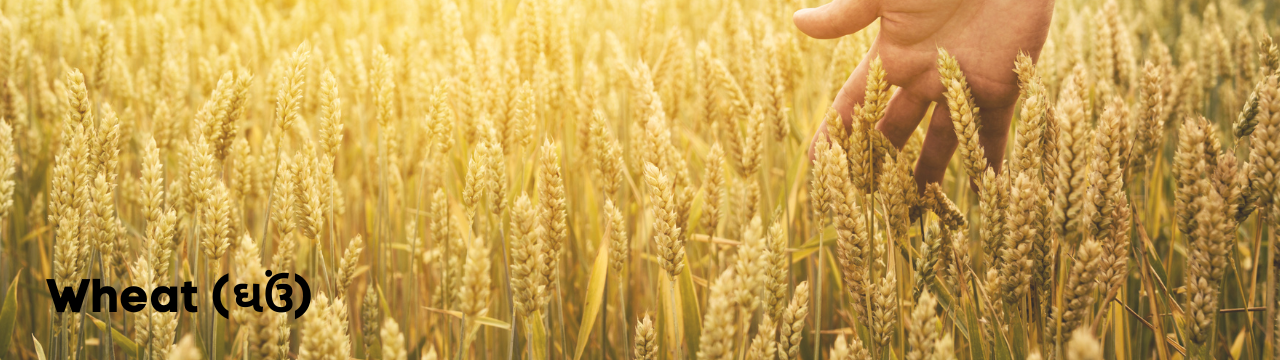 wheat